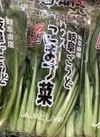 にしのみやのこまつ菜　大袋 170円(税込)