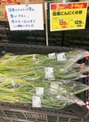 にんにくの芽 139円(税込)