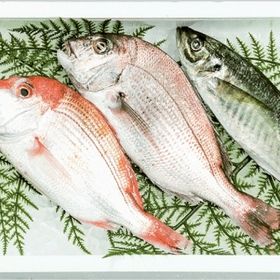 鮮魚トロ箱セット 1,000円(税抜)