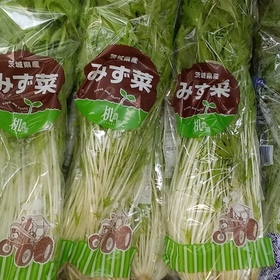 水菜 / Mizuna 48円(税抜)