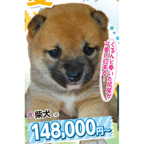 柴犬 148,000円(税込)