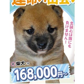 柴犬 168,000円(税込)