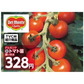 トマト苗　濃いあま 328円(税込)