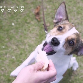 フリーズドライのササミ犬用 547円(税込)