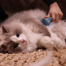 ファーミネーター小型猫長毛種用 5,583円(税込)