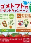カゴメトマトの苗プレゼントキャンペーン